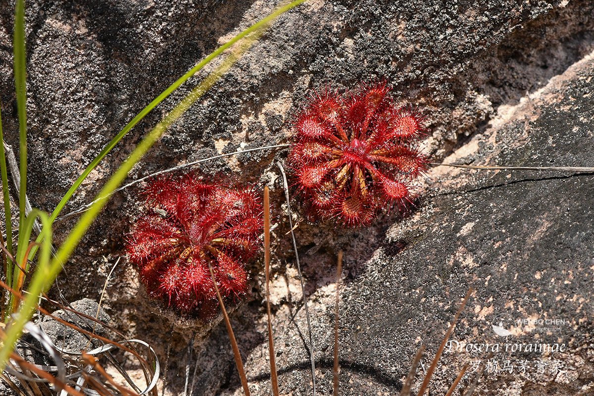 Wenbo Chen tweet media