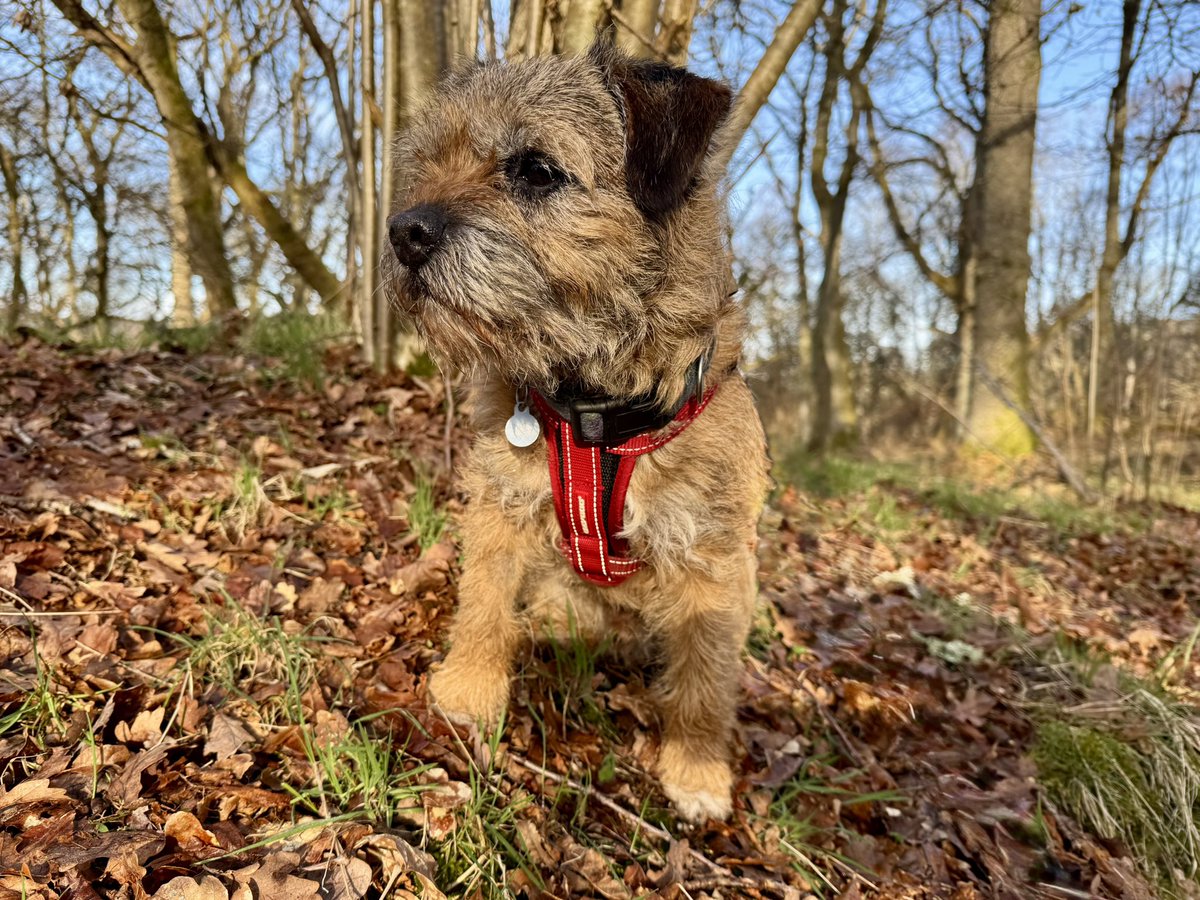 Lord Culter BT 🏴 Order of the IT tweet media