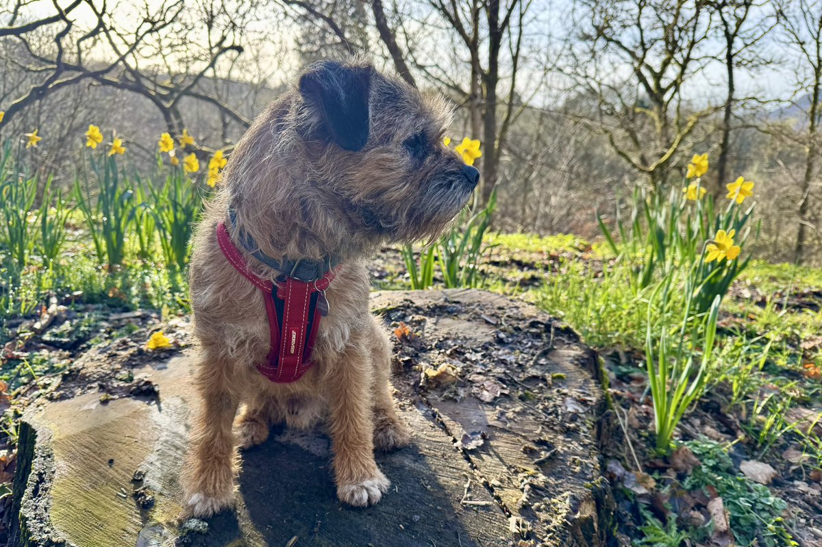 Lord Culter BT 🏴 Order of the IT tweet media