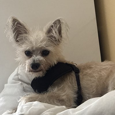 mark feigin tweet media