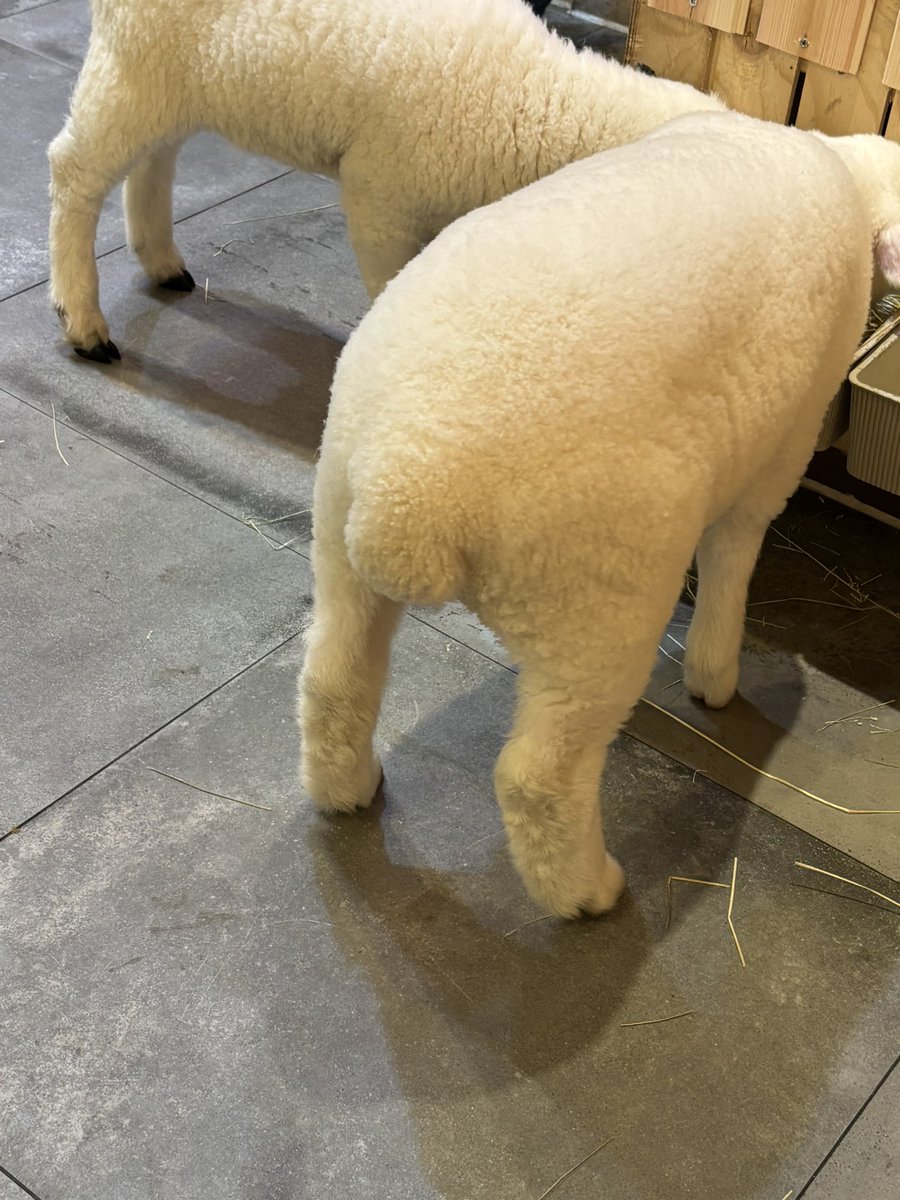 돌리스타 tweet media