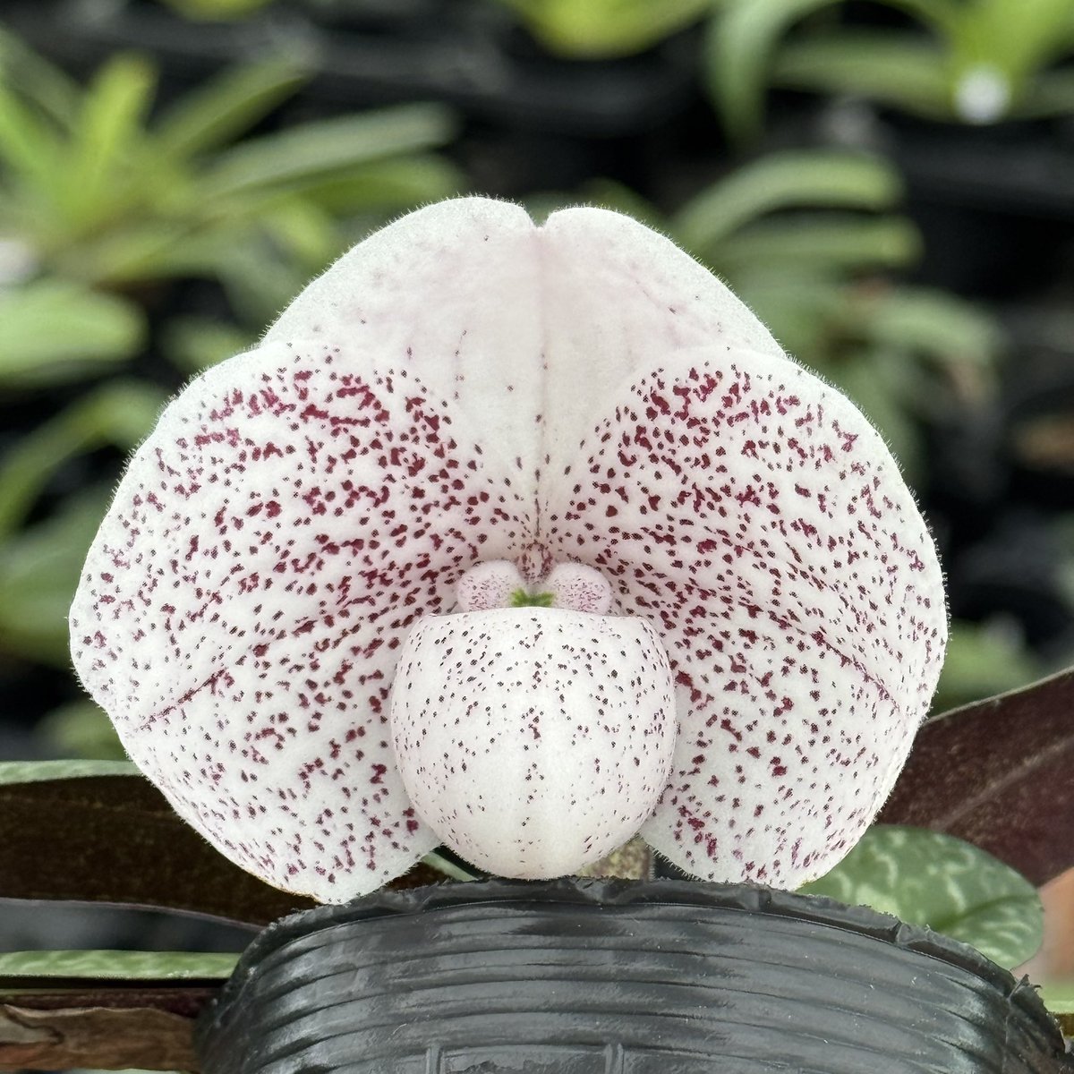 paphiofun tweet media