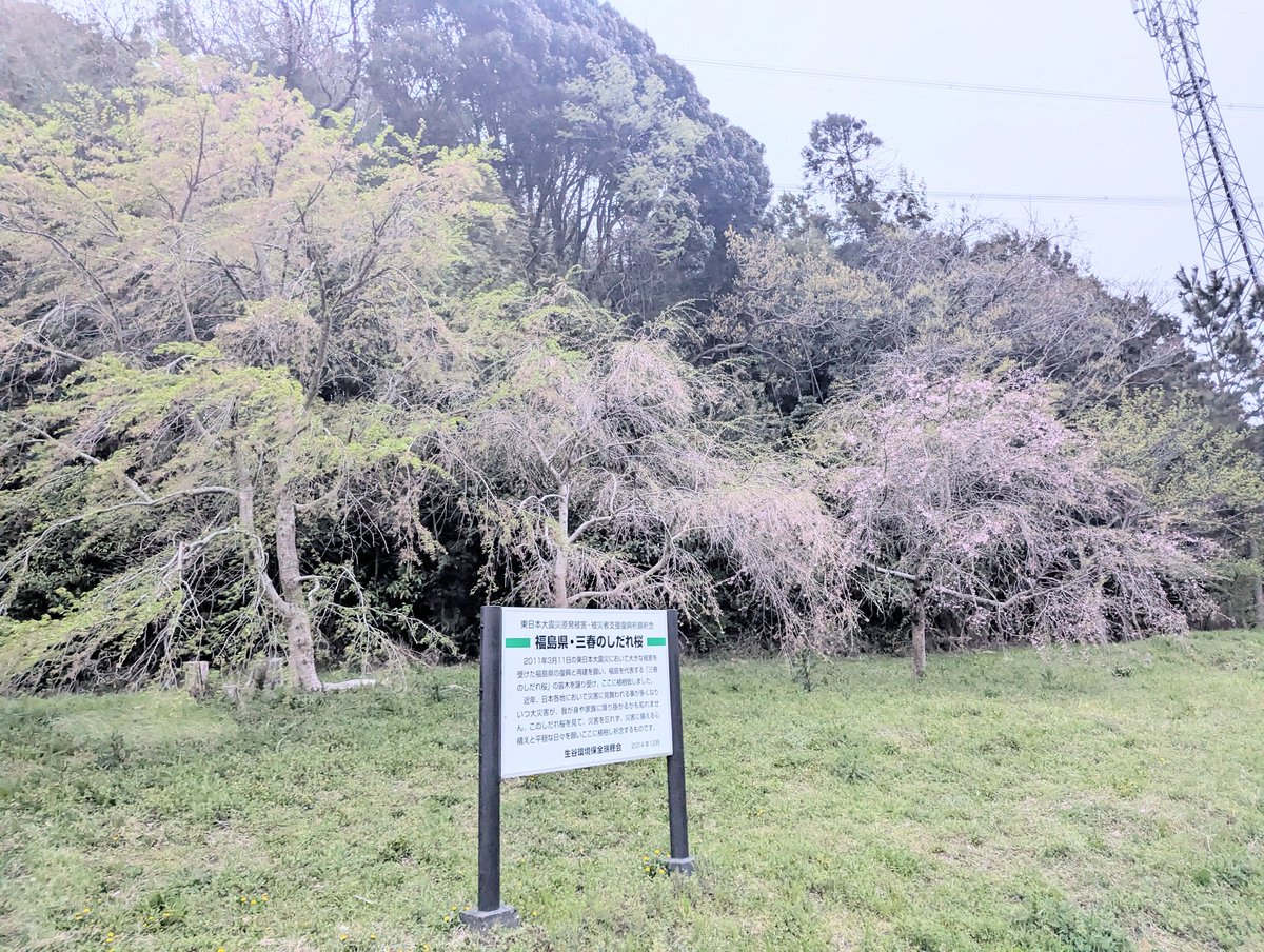 しきね文裕＠佐倉市議会議員 tweet media