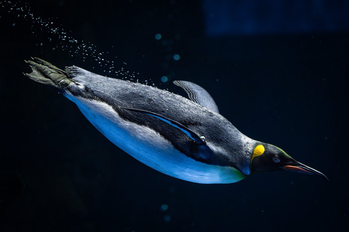 しぇり tweet media