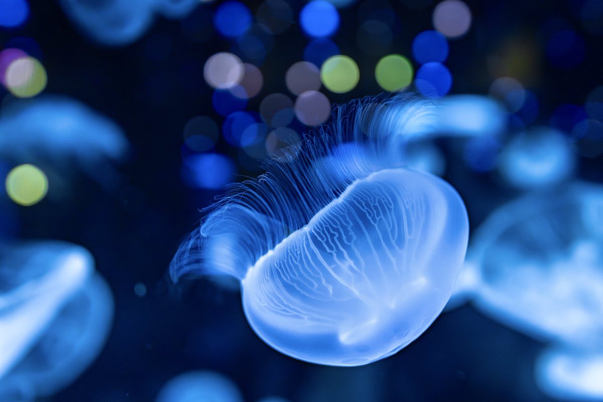 しぇり tweet media