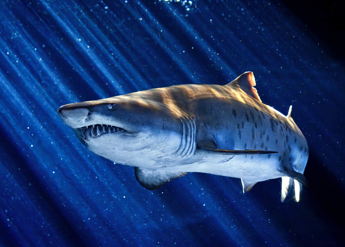 しぇり tweet media