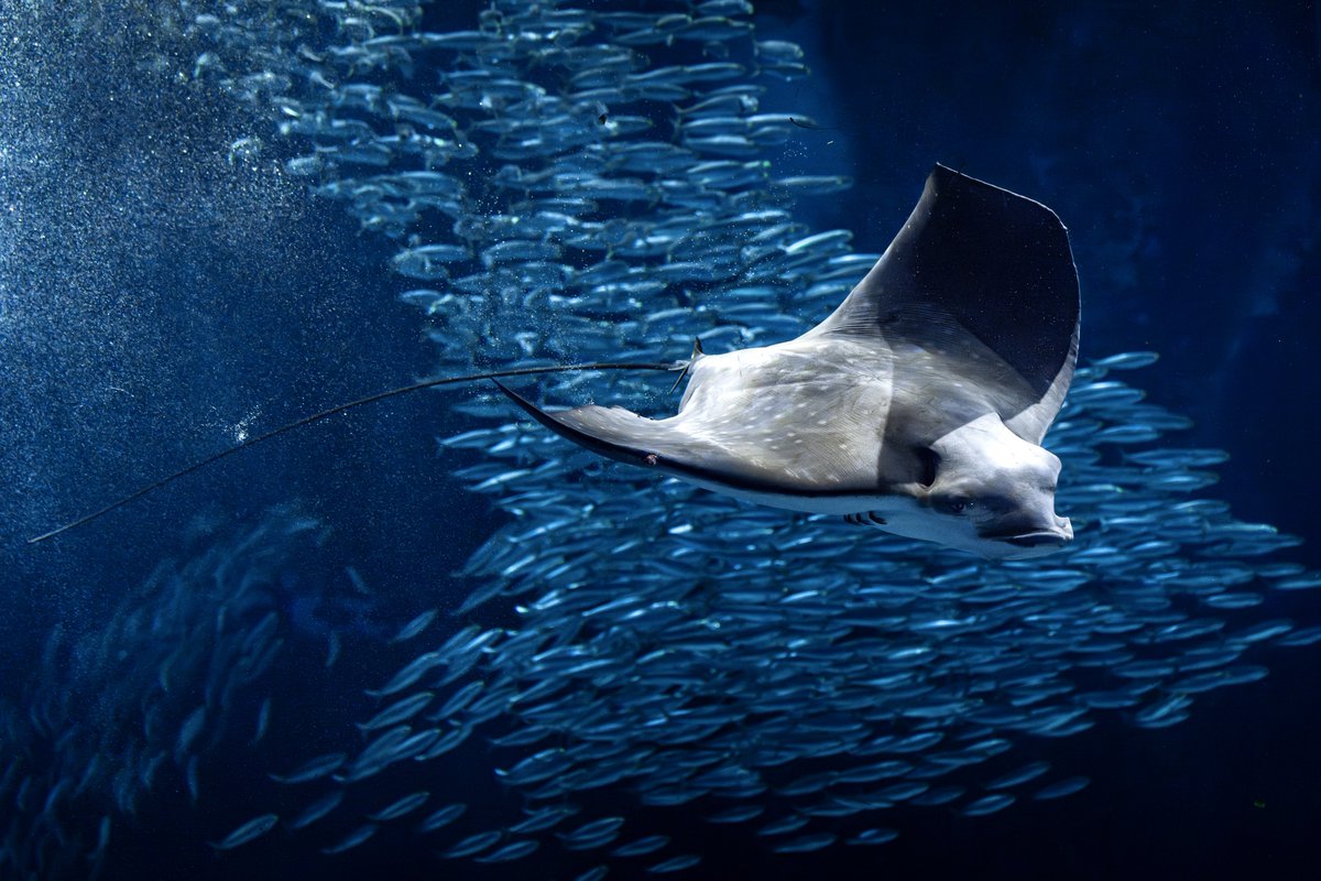 しぇり tweet media