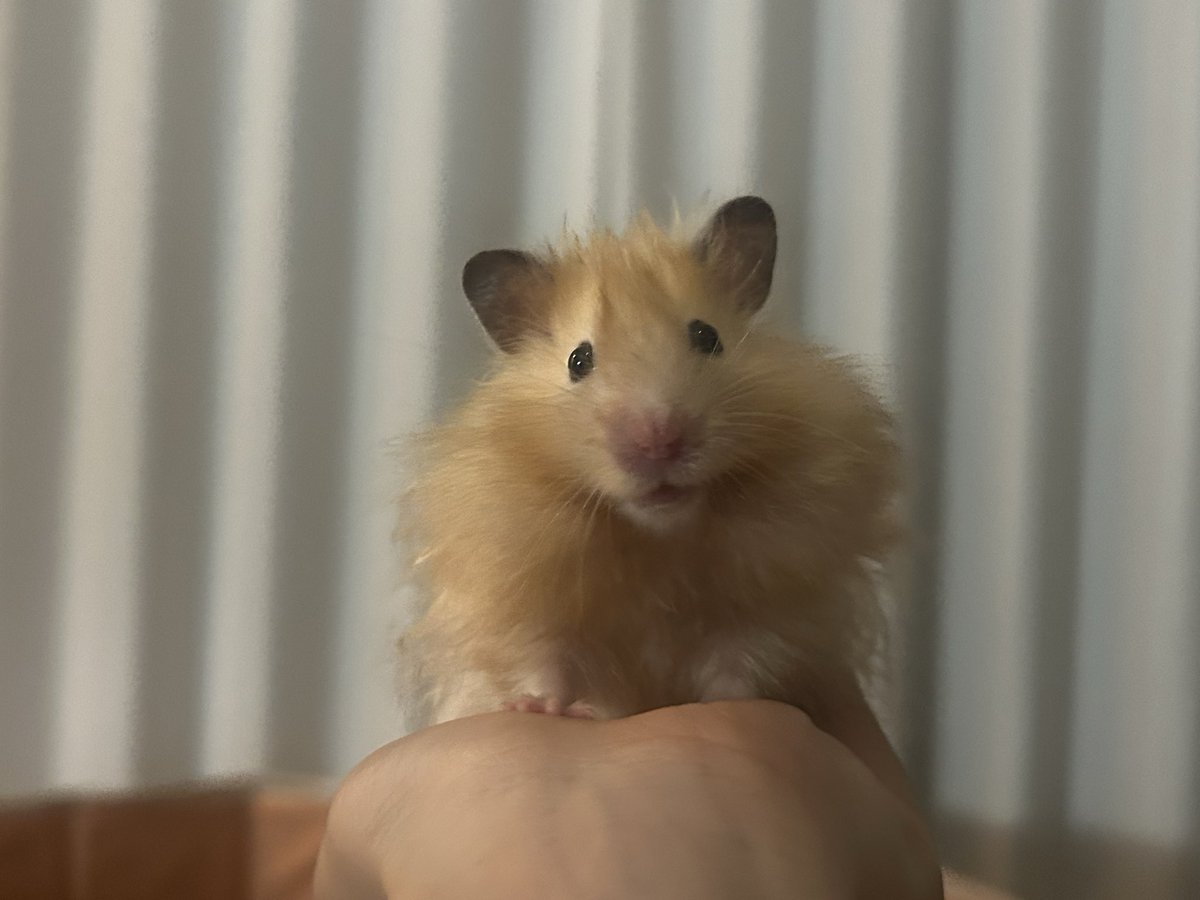 マザラバ tweet media