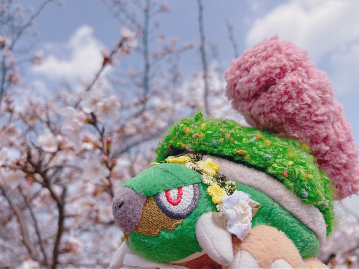 midorinohari's tweet photo. 春爛漫ピクニック衣装のぼんさいとお花見してきました。すっかり春だねぇ🌸💐
#ポケぬいファッション部
 #ポケぬいお花見 https://t.co/jdMP3ZANf4