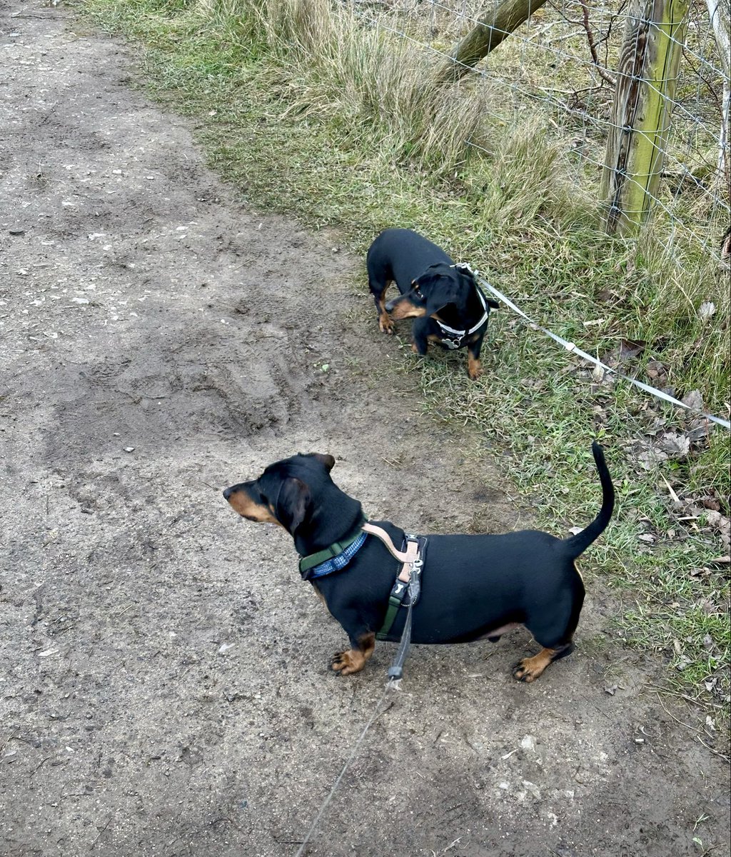 Poplifer73's tweet photo. Saturday!
Good walk around Ashton and Neuman Flashes with @AmericanDanMan this morning with Lili πΎπΎ and Fritz πΎπΎ. Lili was more confident and curious especially when we came across a swan π¦’ who was just as curious with the both of them.
#Saturday #Walk #SaturdayWalk https://t.co/L5dGCgh20u
