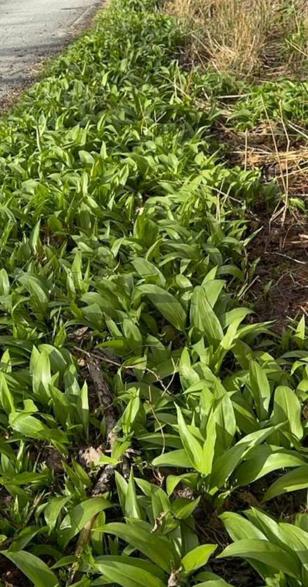 Sarah Thiravong tweet media