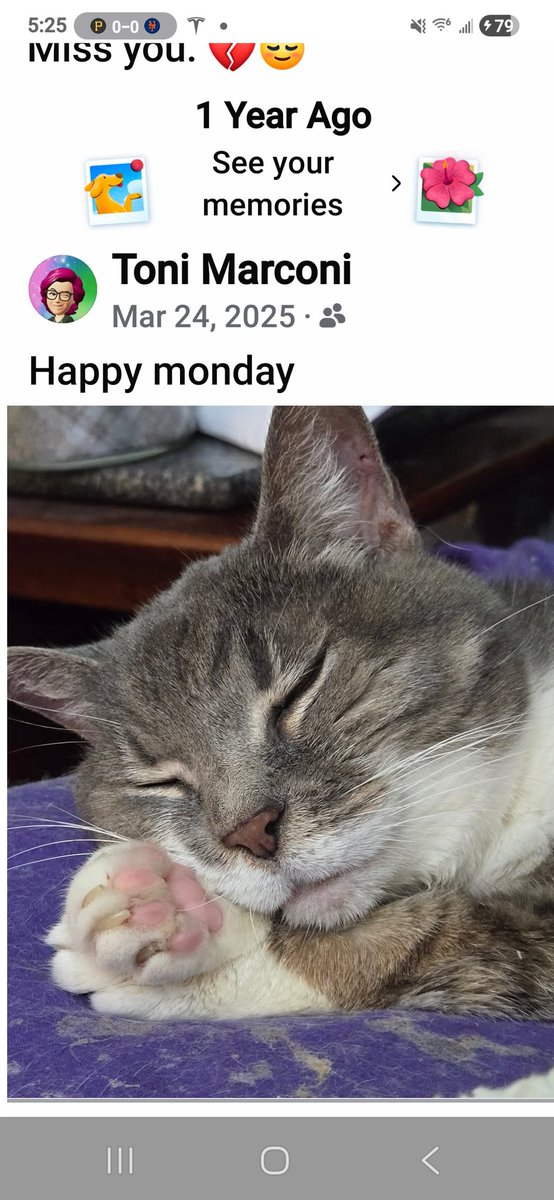 Toni Marconi 🦩🦩🦩 tweet media