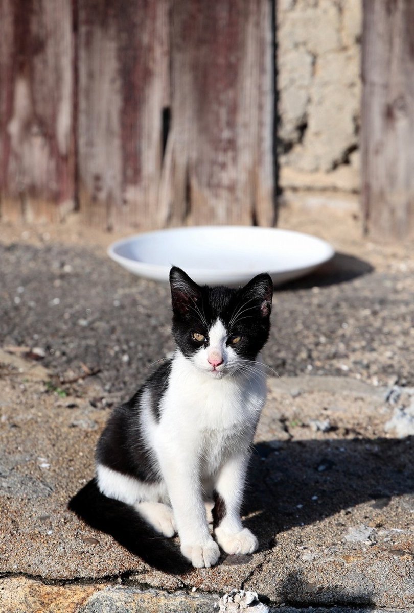 Shimajiro tweet media