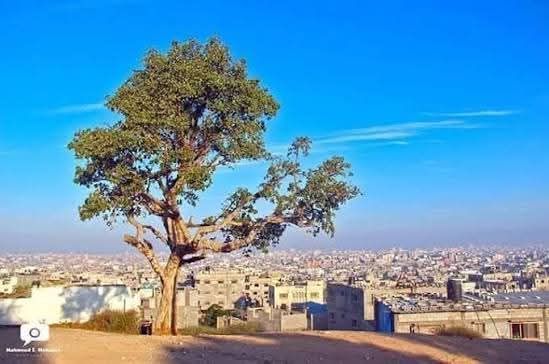 Inas Mhd tweet media