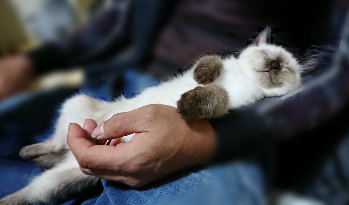 こじろーの日常 tweet media