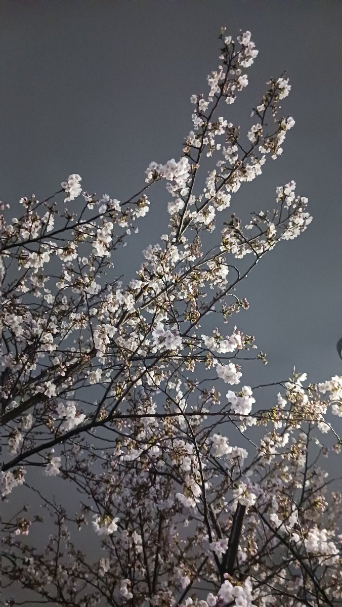 piccolopaese's tweet photo. 雨上がりの夜桜～ https://t.co/gzmdl93Ho3