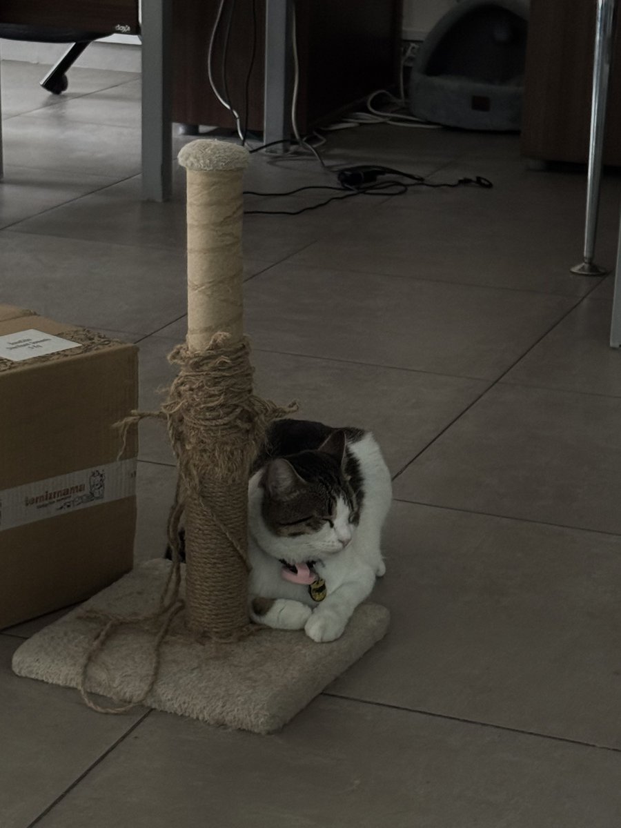 Fırfır tweet media