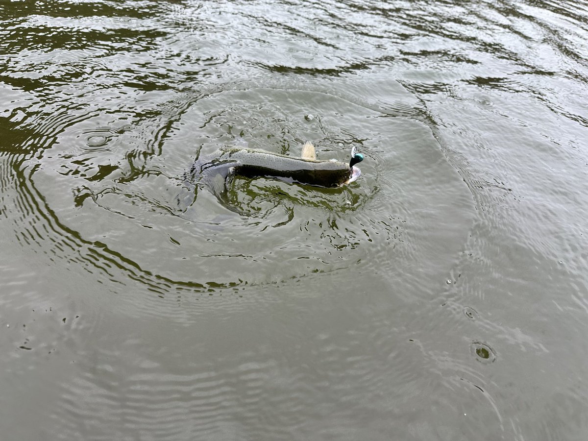 JC Lures tweet media