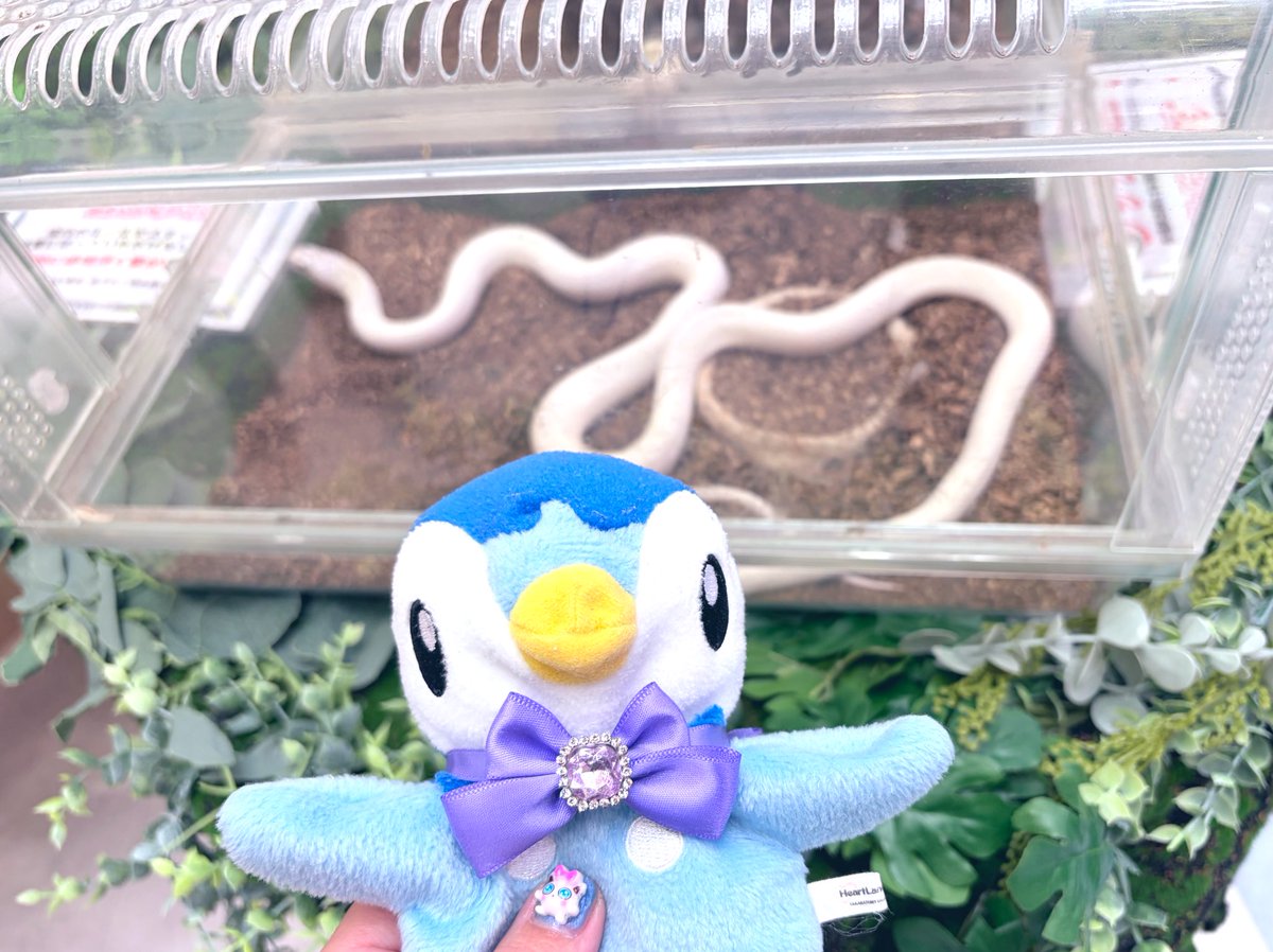 るぅ💙 tweet media