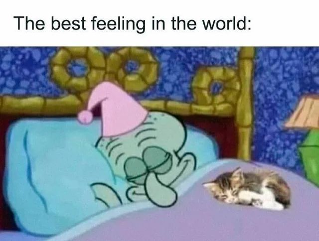 Tweets Of Cats tweet media