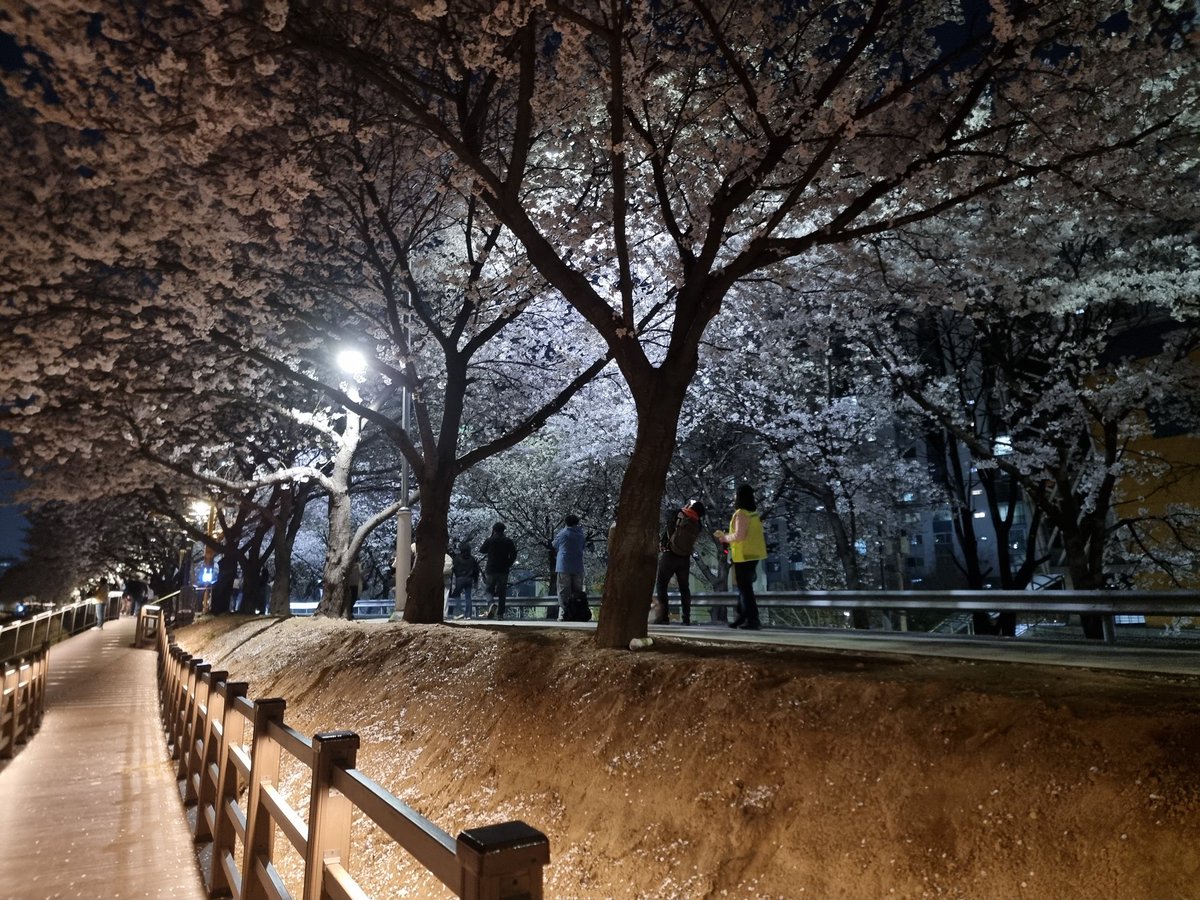 꽃놀이 하고 왔어요 🌸