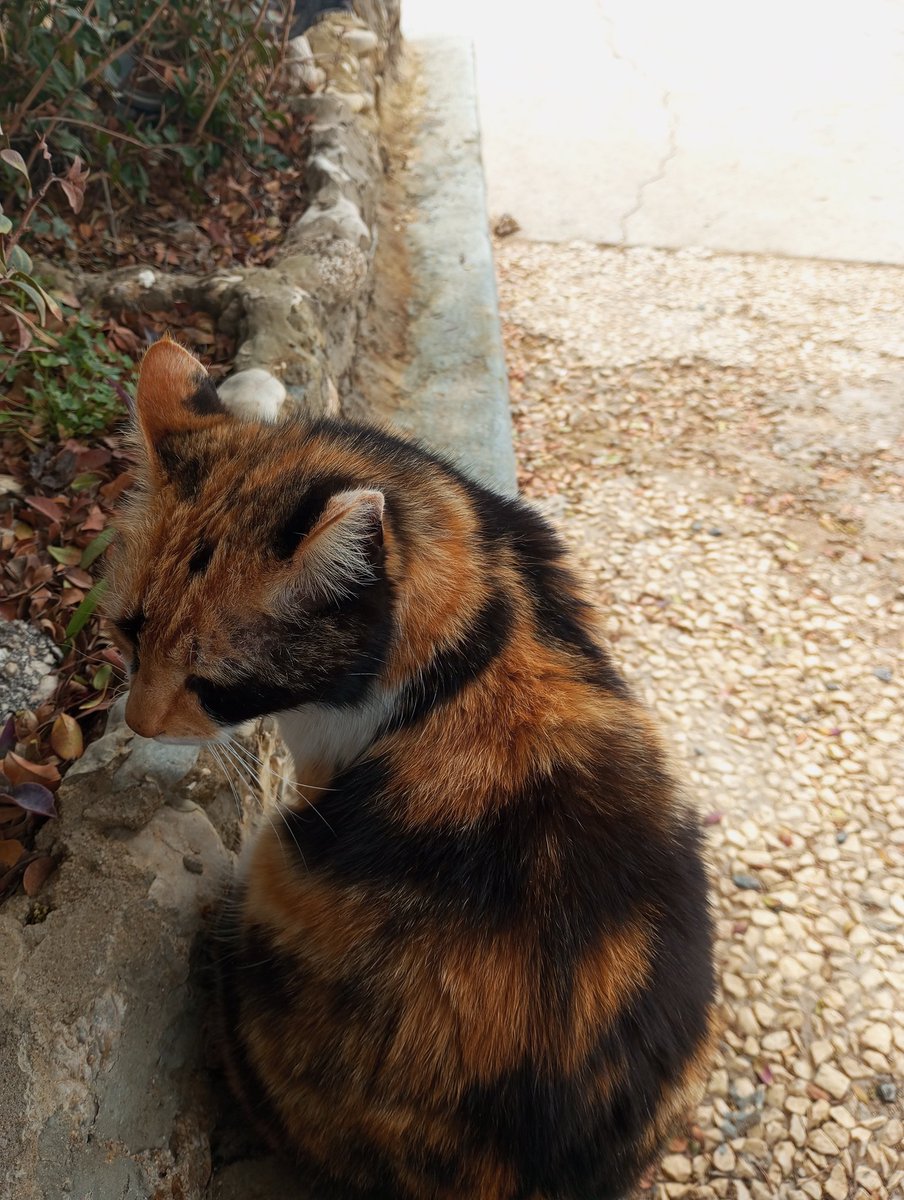 AngieChal tweet media