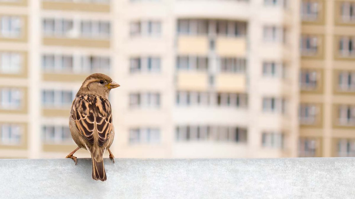 PEDRO CASTAÑO GARCÍA tweet media