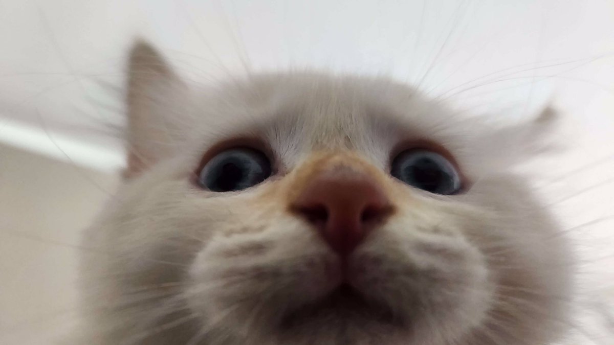 Lost (H) tweet media