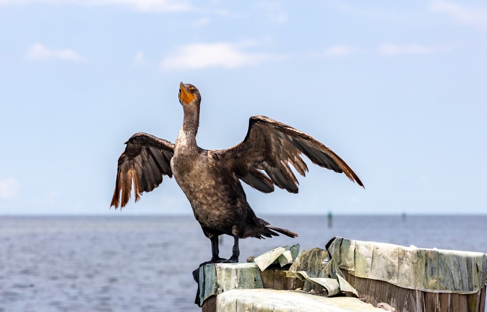 GO GREEN tweet media