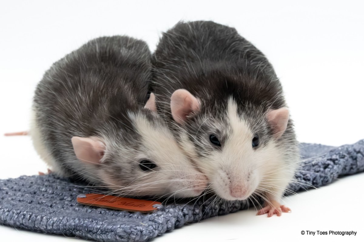 🅰️tomus tweet media