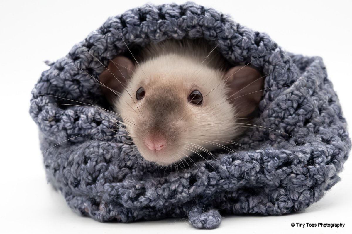 🅰️tomus tweet media