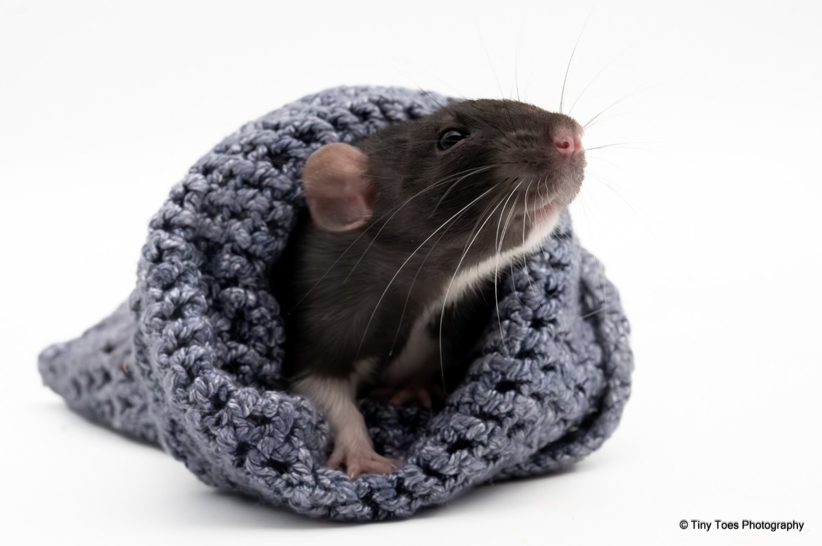 🅰️tomus tweet media