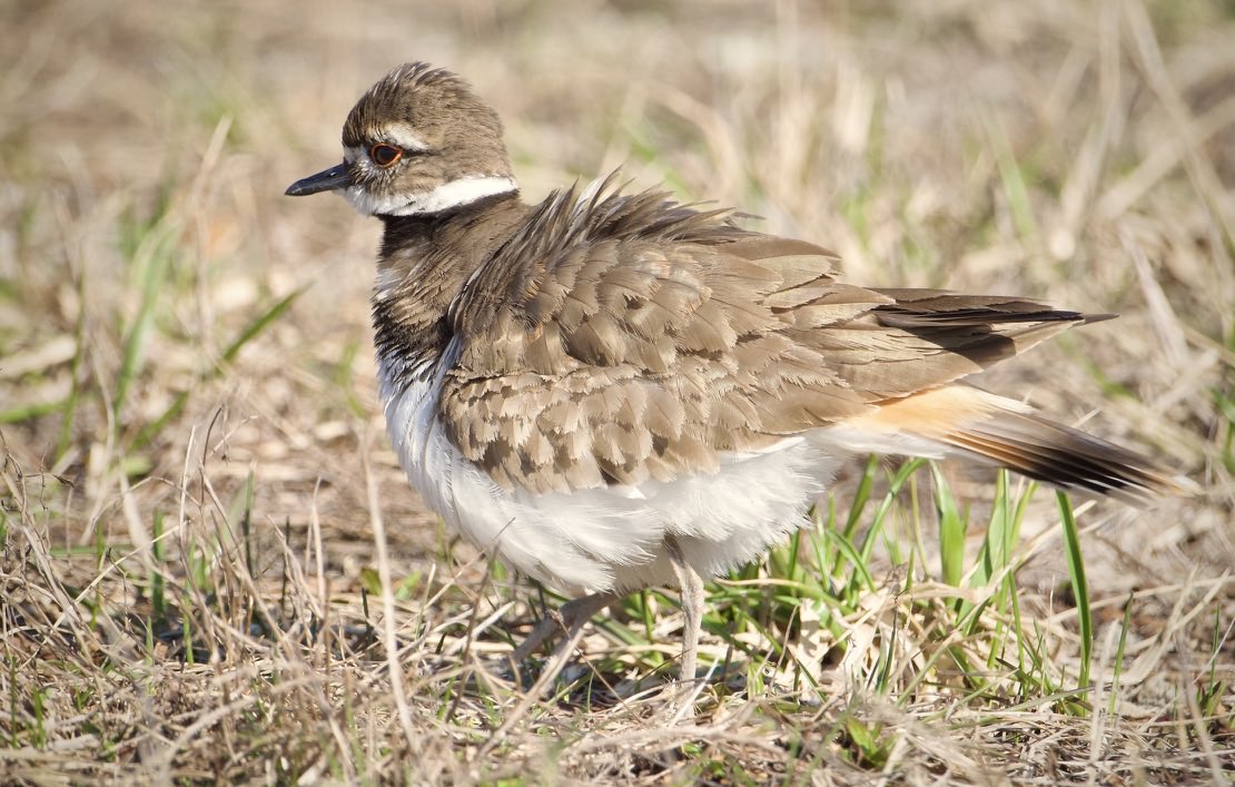 RoppityPhotos's tweet image. Shake it Off.  #Killdeer #BarredOwl #Owls #Wildlife #WildlifePhotography #Birds #BirdPhotography