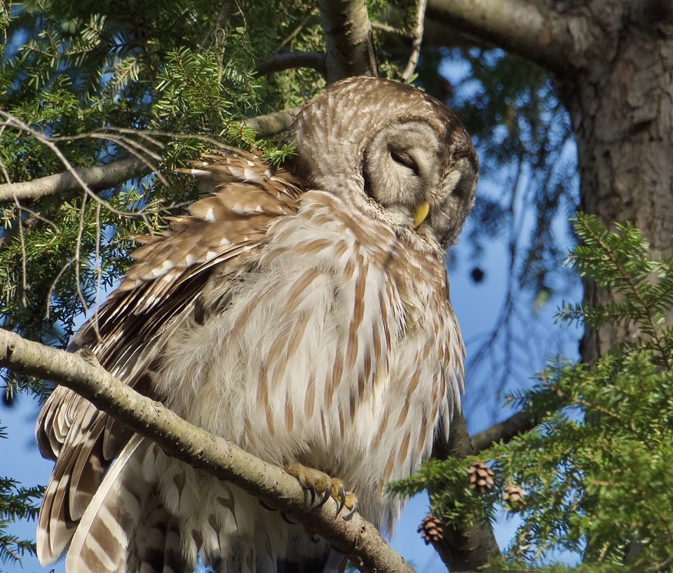 RoppityPhotos's tweet image. Shake it Off.  #Killdeer #BarredOwl #Owls #Wildlife #WildlifePhotography #Birds #BirdPhotography