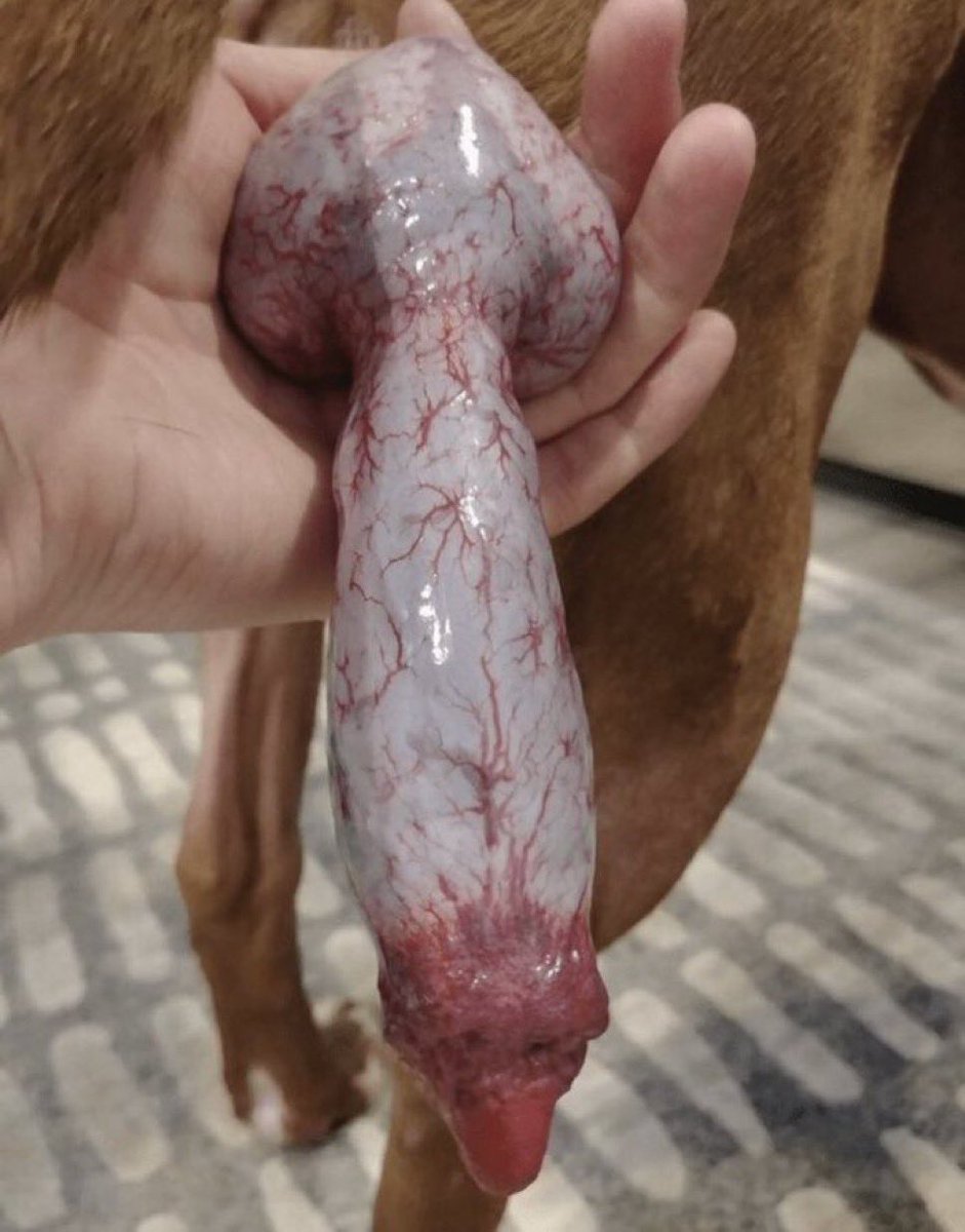marrymoodyk9's tweet photo. GET FREAKNASTY ON YOUR DESIRED PACKAGE • O! HMU TO HAVE ACCESS TO MY KINKY FETISH SATSFCTION🐾💦🖇️👇👇👇

https://t.co/BV6wWSJ7W5

#dog #love #pleasurr #sham #hot #dogdildo #knot #beatiality #k9slut #k9mom https://t.co/AGat4Q0WA0