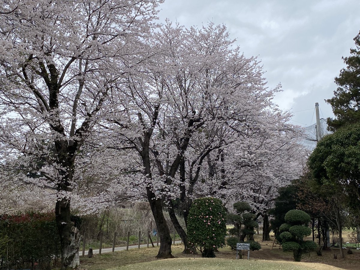 watmos1950's tweet photo. #golf
#シニア https://t.co/WHU9boAtyZ