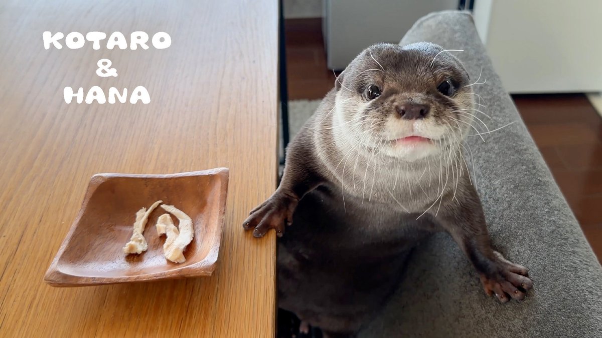 カワウソ コタロー&ハナ Otter Kotaro&Hana tweet media