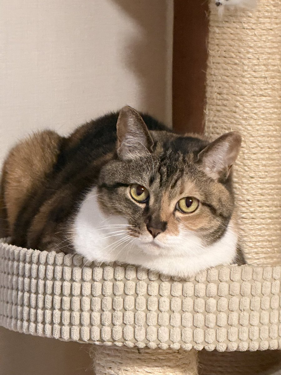 白い胸毛がはみ出てるの可愛い🥰