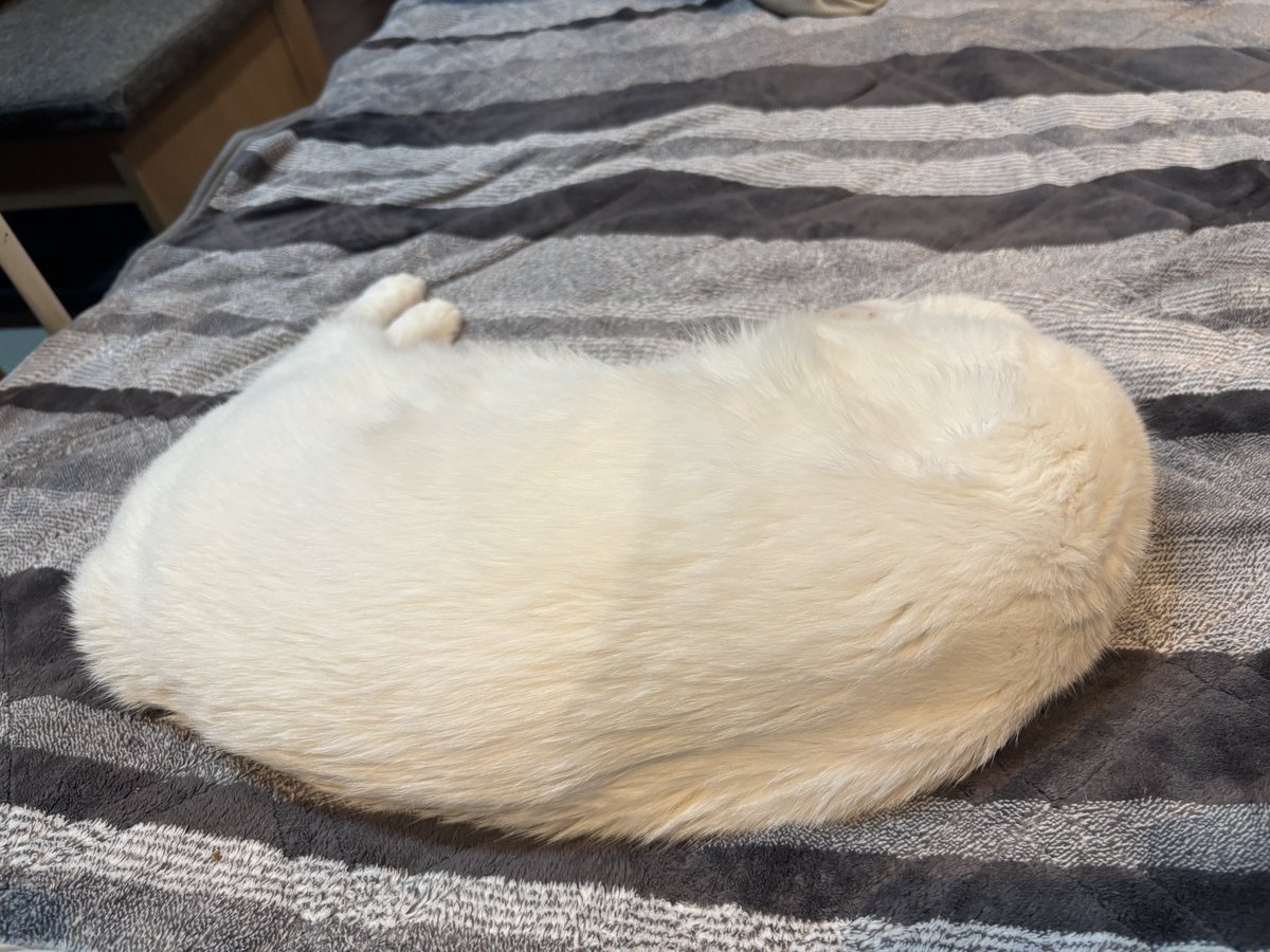 たたみ@猫、介護愚痴垢 tweet media