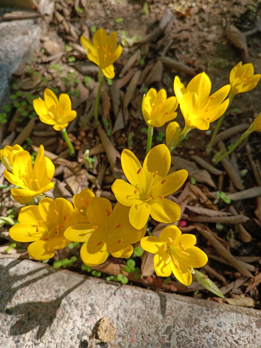 𝓗Ü𝓡𝓡𝓔𝓜 𝓢𝓤𝓛𝓣𝓐𝓝 tweet media