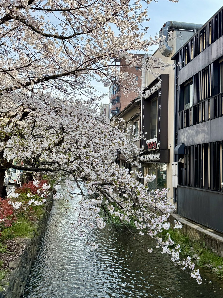 j_takekoshi's tweet photo. 昨日は京都の桜、今日は3年半振りの伊勢神宮への参拝です。家族も喜んでくれました。 https://t.co/AczdmnSz1O