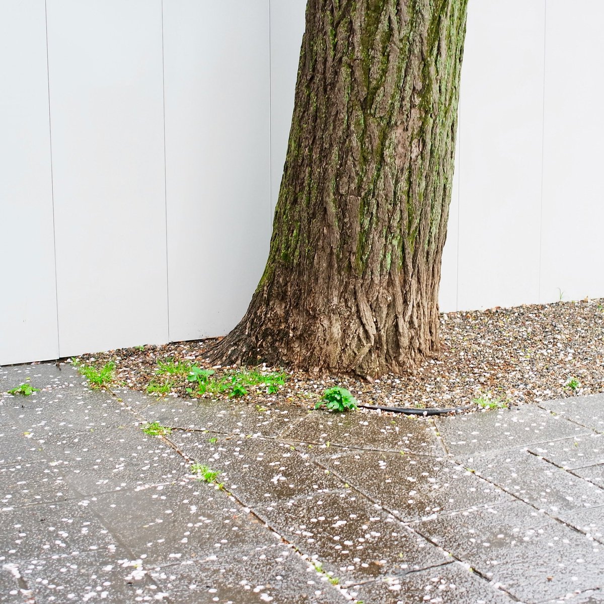 オオムロ tweet media