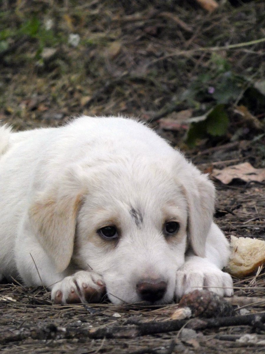 ΕΦΗΜΕΡΙΔΑ ΤΩΝ ΣΚΥΛΩΝ/Press4dogs tweet media