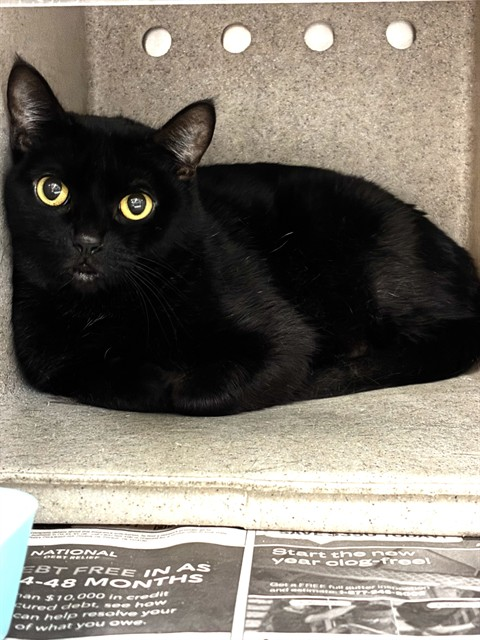 Ally Catmom tweet media