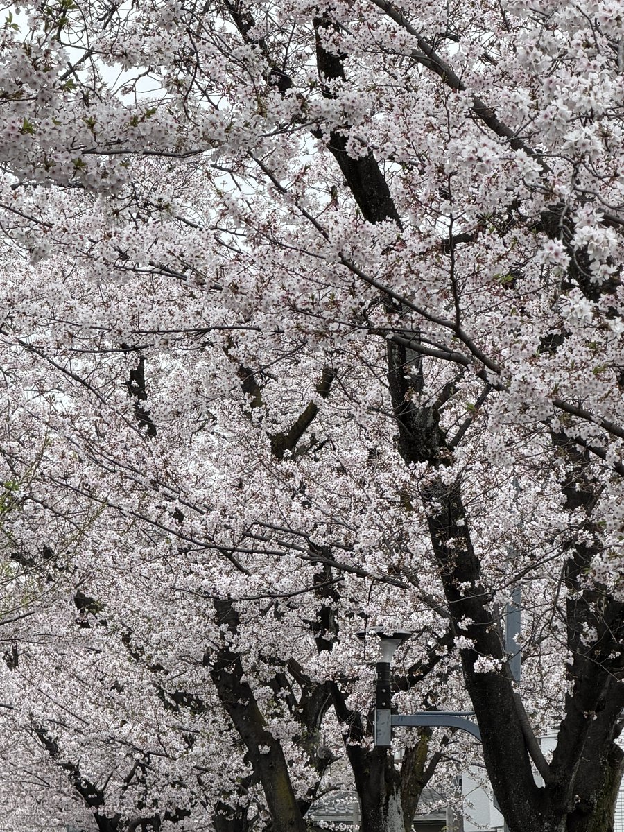 みっつ🥃🐏 tweet media