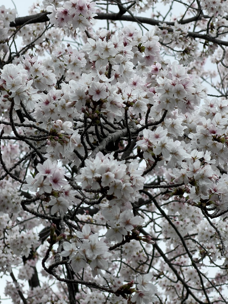 みっつ🥃🐏 tweet media