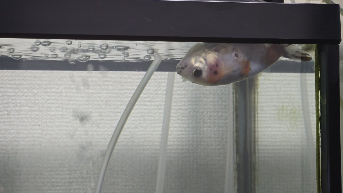 LIMITED_BETA tweet media