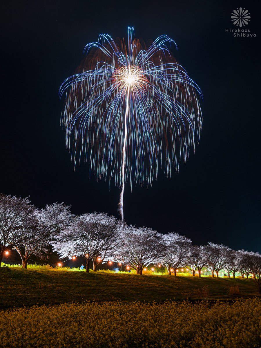 ohwa_sby's tweet photo. 2026.04.04
ひたち大宮辰ノ口桜まつり花火大会[茨城県常陸大宮市]

野村花火工業が手がける珠玉の花火が、春爛漫の辰ノ口親水公園を鮮やかに彩りました。 https://t.co/vfpeZacrot