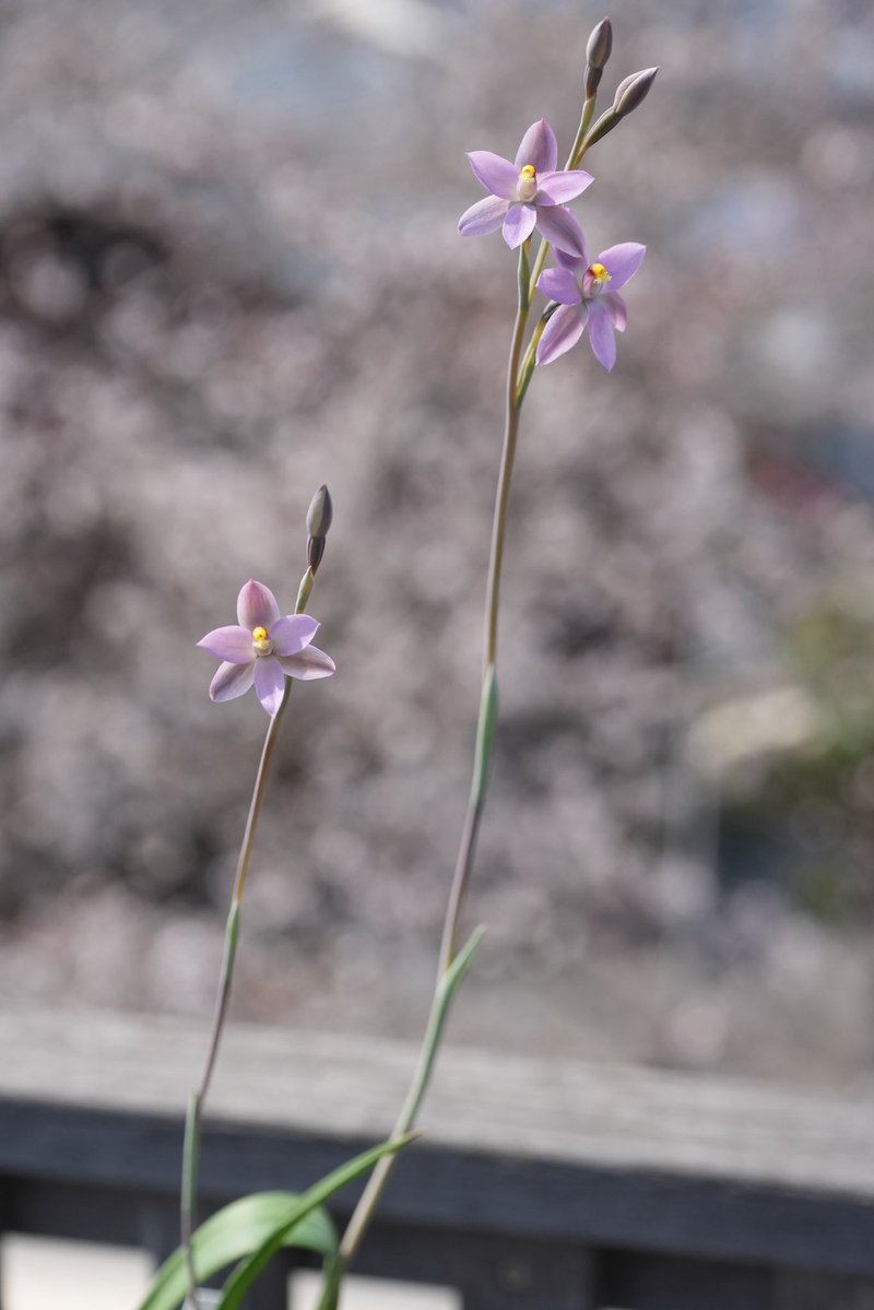 アウラパパ tweet media