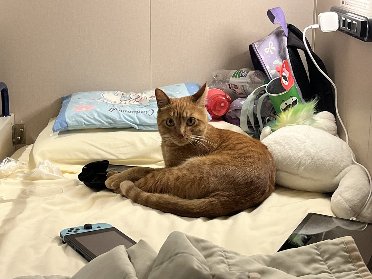 かめこ@rebel250 tweet media